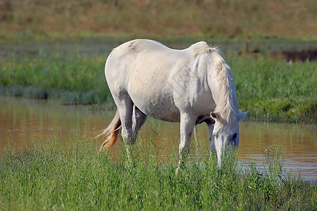 白马草地动物荒野野生动物背景图片