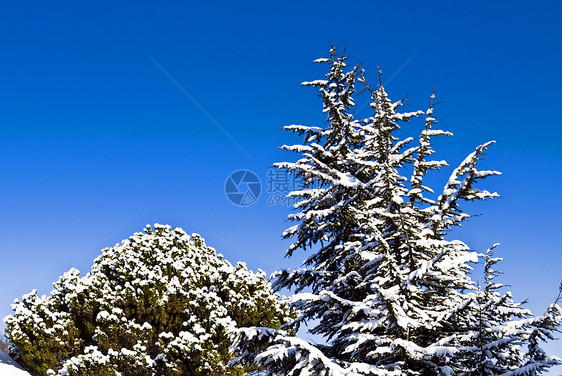 蓝天上的雪树松树天空晴天树木假期天气寒意白色森林冻结图片