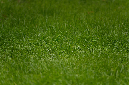 草背景绿色植物土地纹理花园生长草地宏观环境草皮院子图片
