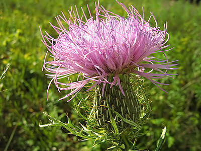 淡紫花季节农村紫色植物群乡村园艺植物学花瓣花粉绿色图片