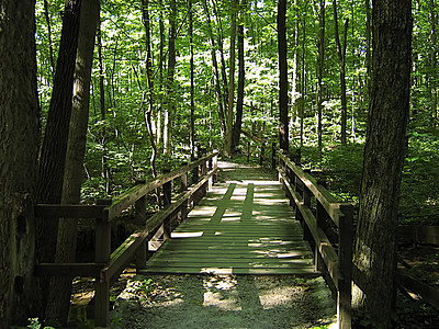 徒步旅行季节环境林地草地远足小路踪迹森林树木公园图片