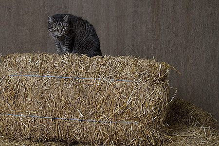 狩猎者生物农场宠物谷仓稻草猫科毛皮虎斑蹲伏干草图片