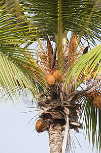棕榈树植物群植物可可水果椰子叶子热带图片