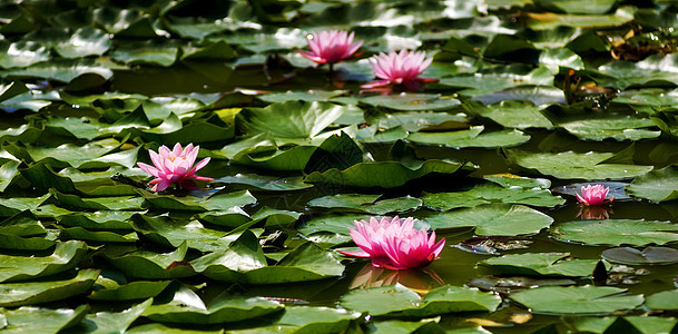 池塘中的莲花花水平活力植物花园叶子季节粉色紫色热带植物学图片