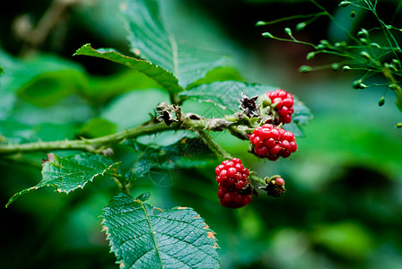 黑莓农场生长日光食物多样性植物群覆盆子花园营养植物学图片