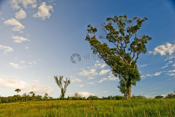 字段中的树树生态砍伐天气孤独气候树干场景农场植物群天空图片