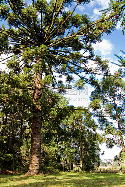 美洲环境天空公园植物生物学植物学叶子蓝色树干生态图片