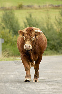布朗公牛步行图片