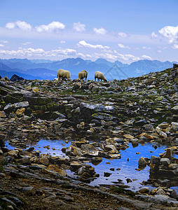 阿尔巴斯山羊山羊动物牧场岩石背景