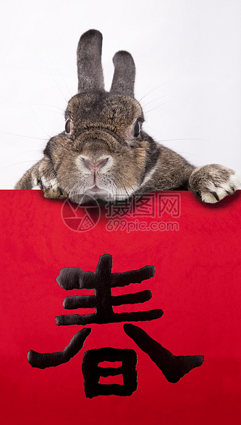 2011年中国野兔与中国方对面庆祝中国新年图片