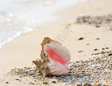 海滩上的海螺贝壳假期水平旅行海岸支撑照片海洋生活海浪图片