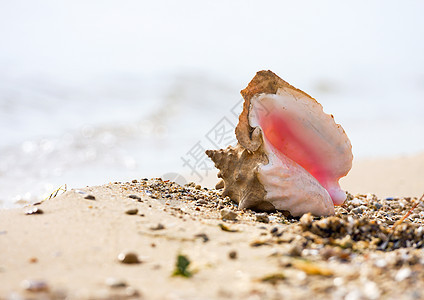 海滩上的海螺贝壳海浪海洋支撑生活假期水平海岸旅行照片图片