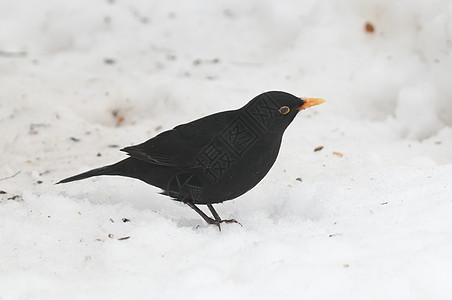 黑鸟在地上用雪喂食地面喂养黑色图片