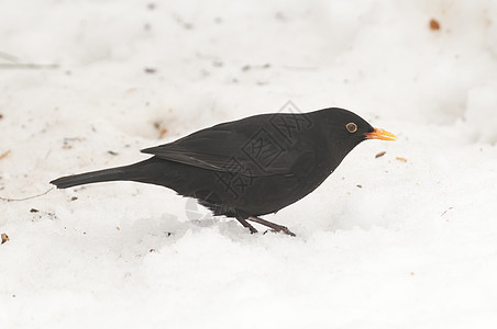 黑鸟在地上用雪喂食地面苍鹭苍蝇灰色黑色图片
