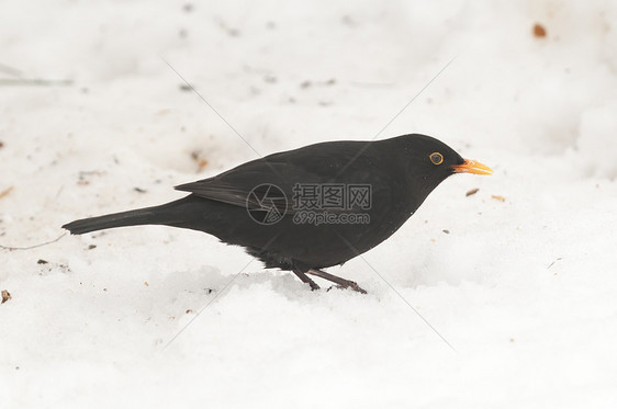 黑鸟在地上用雪喂食地面苍鹭苍蝇灰色黑色图片