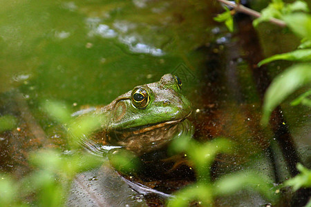牛蛙科学生物林蛙动物环境青蛙生态生物学宏观公园图片