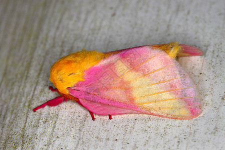 玫瑰色枫蛾红色昆虫学生活粉色野生动物黄色蛾子荒野生物生物学图片