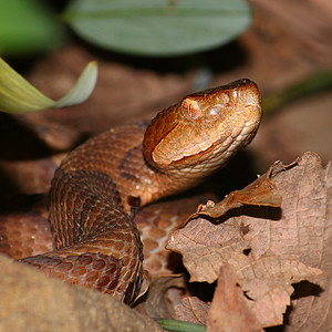 铜头蛇红色危险铜斑毒蛇扭蛋瞳孔爬虫致命惊吓公园图片