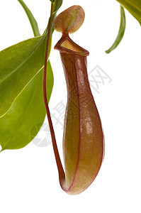 食肉植物叶子     内膜动物雨林风格花园植物学热带装饰昆虫管子植物群图片
