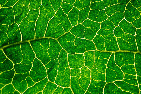 叶叶的纹理花园植物学植物植物群生态环境绿色场地叶子宏观图片