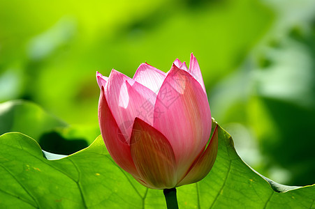 莲花花美丽绿色叶子热带池塘粉色图片
