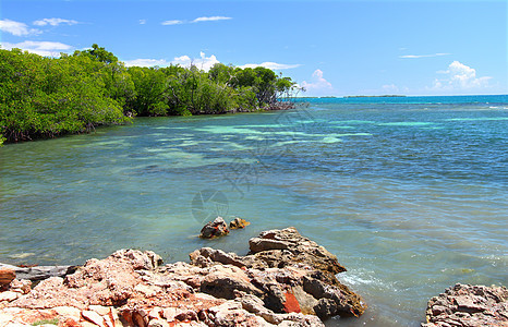 Guanica保留地波多黎各海洋植被晴天树叶叶子公园天空热带爬坡支撑图片