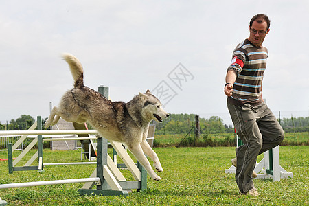 跳跃哈斯基训练运动犬类动物竞赛宠物图片