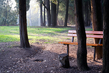 法官季节绿色民众棕色金子长椅树叶叶子橡木公园图片