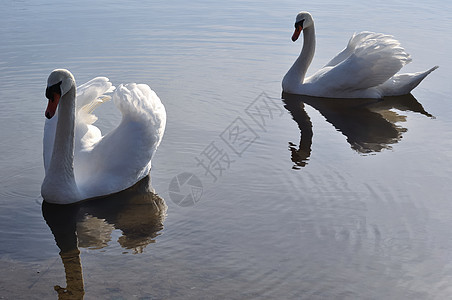 两只可爱的天鹅情人季节日光场景农村羽毛阳光野生动物波峰池塘图片