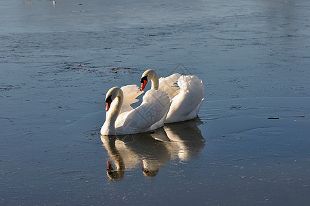 两只可爱的天鹅恋人羽毛情人农村日光野生动物阳光池塘场景季节图片