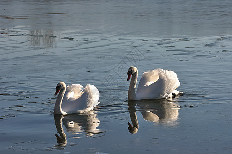 两只可爱的天鹅恋人日光情人野生动物农村池塘羽毛阳光场景鸭子图片