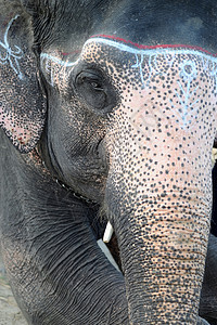亚洲大象的近视獠牙威胁动物危险哺乳动物动物园树干女性耳朵眼睛图片