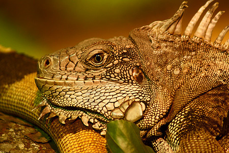 绿伊瓜纳森林热带爬虫眼睛生物野生动物鬣蜥植物蜥蜴宏观图片