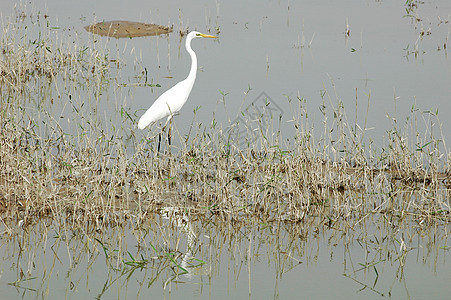 湖边的白鸟灌木湿地白色捕食者灌丛钓鱼野生动物苍鹭旅行荒野图片