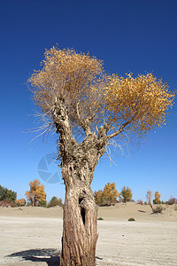 秋天有金叶树的风景季节蓝色天空橙子森林太阳木头金子场景树干图片