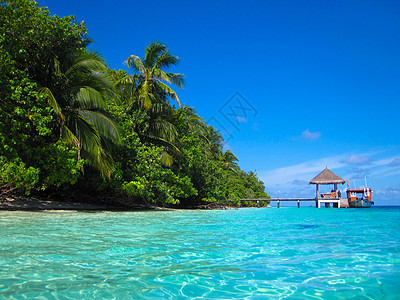 马尔代夫的热带天堂叶子旅游植物太阳旅行海浪地平线天空棕榈海岸线图片