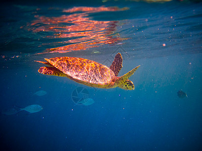 乌龟像飞翔一样游泳生活气候野生动物阳光蓝色热带爬虫潜水旅行濒危图片