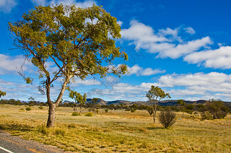澳洲地貌风景衬套沙漠假期游客岩石木头植被领土红色图片