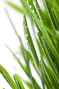 湿草水分叶子淋浴环境生态燕麦液体宏观生长水滴背景图片