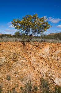 澳洲地貌衬套领土假期木头植被风景红色游客岩石沙漠图片
