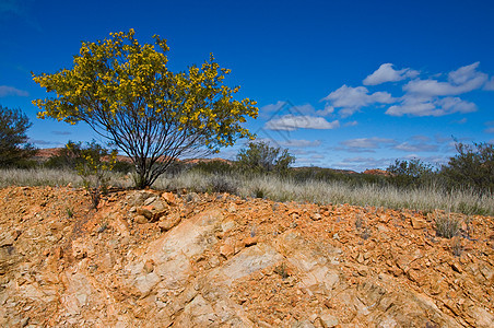 澳洲地貌领土岩石沙漠衬套植被红色风景假期游客木头图片