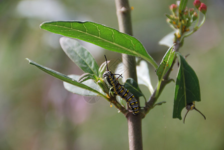 毛虫的入侵生长园艺害虫天线野生动物宏观幼虫动物花园鳞翅目图片