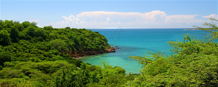 Guanica保留地波多黎各栖息地晴天爬坡支撑生态旅游植被叶子天堂海洋树叶图片