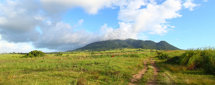 圣基茨的蒙塔利穆伊加场地植物群天堂甘蔗栖息地森林农业风景叶子生态图片