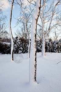 暴风雨过后 雪落在树干两侧美丽公园树木森林太阳暴风雪天气季节天空阳光图片