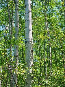 白杨雕面反对面背景树干植被湖岸树叶植物植物群绿色国家使徒背景
