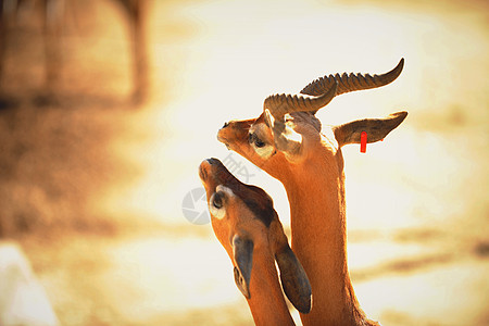 爱异国羚羊生活国家动物群太阳幸福旅行热带公园图片