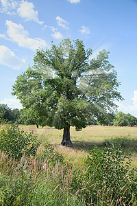 独自站立的树     橡树和柱状木中的梁束图片