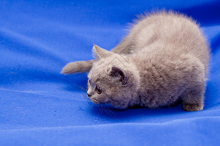 英国短发蓝小猫猫咪动物纺织品蓝色猫蓝姿势宠物短毛头发阴影图片