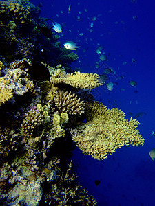 水下现场场景珊瑚红色图片